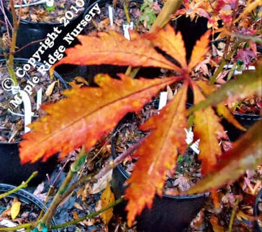 Acer palmatum 'JJ Fire Red' - mapleridgenursery